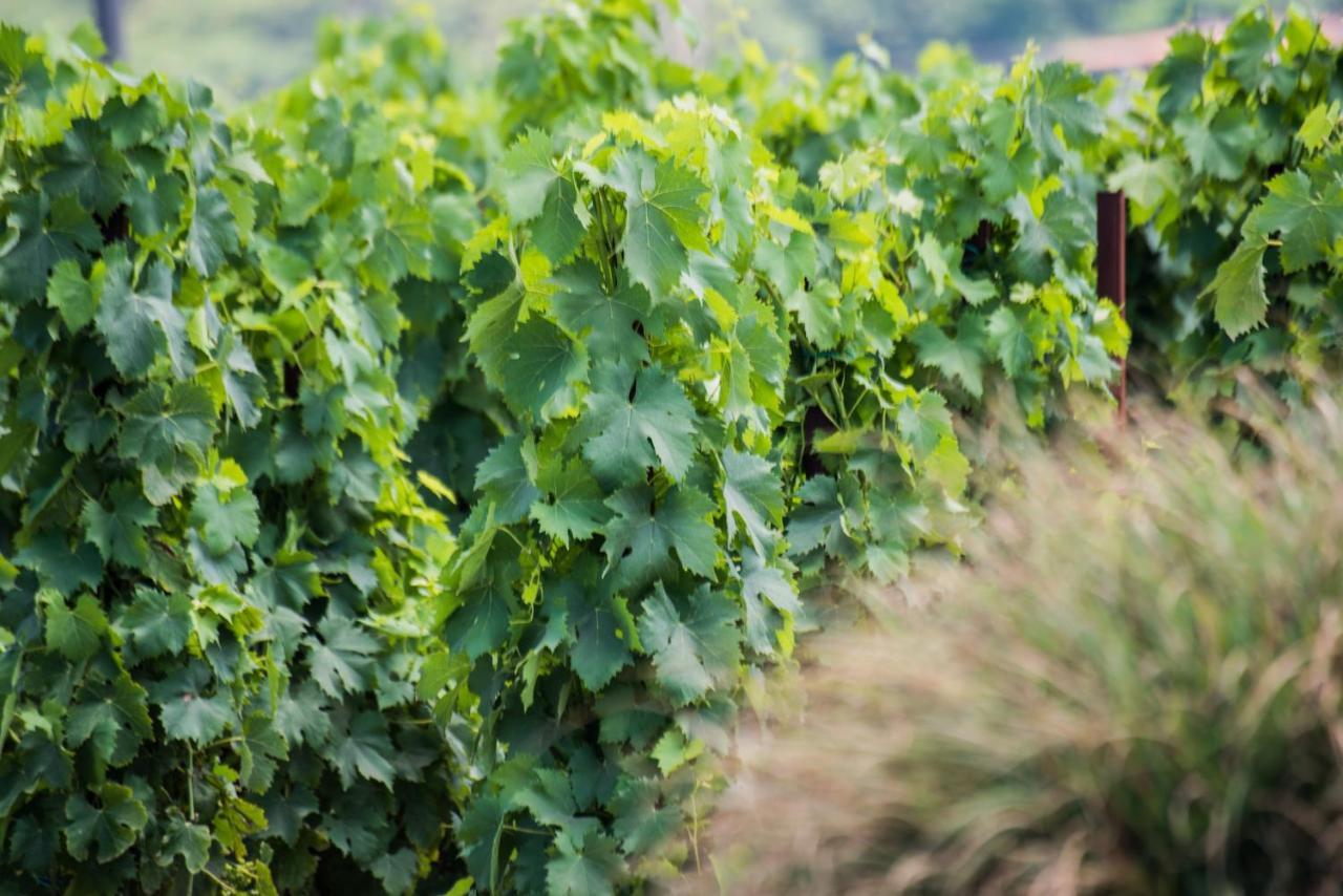 Tenuta Di Castellaro Winery & Resort Lipari  Zewnętrze zdjęcie